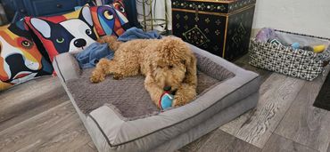 Biscuit playing at Dog Moms Inn in S. Petersburg, FL while vacationing with use for a few nights