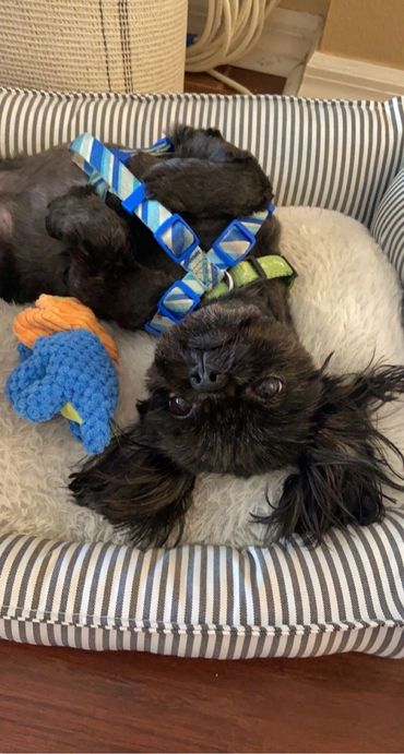 Lulu having a great time boarding at Dog Moms Inn St. Pete