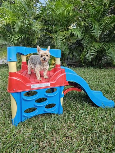 Maddie at daycare at Dog Moms Inn St. Pete - the BURG!