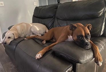 MJ and Bella are resting at Dog Moms Inn St. Petersburg for a couple weeks