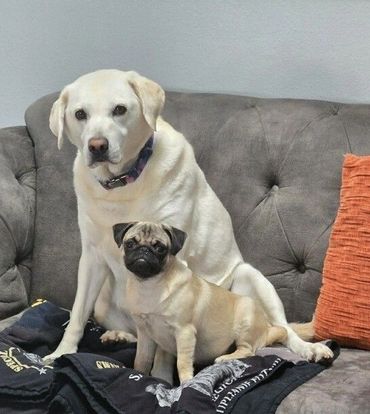 Roxy and Olga looking gorgeous at Dog Moms Inn St. Pete while their parents are on vacation