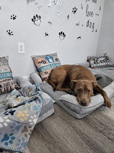 Sparky resting worn out from daycare at Dog Moms Inn St. Petersburg