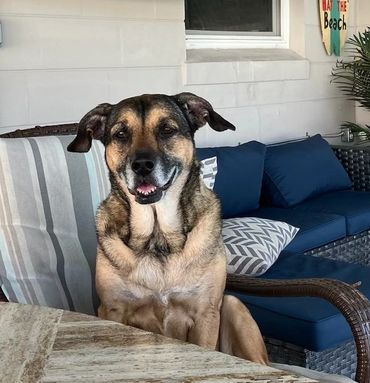Leyla enjoying the outdoors, her coat shining in the bright Florida sun at Dog Moms Inn.