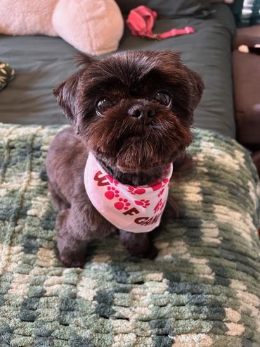 Enjoying her boutique getaway at Dog Moms Inn 🐾 Cozy, calm, and cared for like family