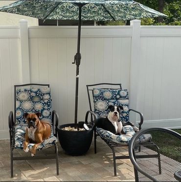 Rina’s boxers know how to live the good life — soaking up the St. Pete sunshine at Dog Moms Inn 🐾☀️