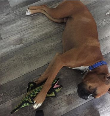 Today was a great day at daycare and he's all worn out from Dog Moms Inn play time