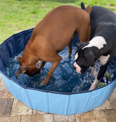 Two boxers enjoying pool time at Dog Moms Inn boutique daycare in St. Pete