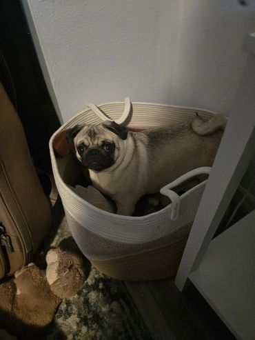 She loves hiding in small spaces at Dog Moms Inn