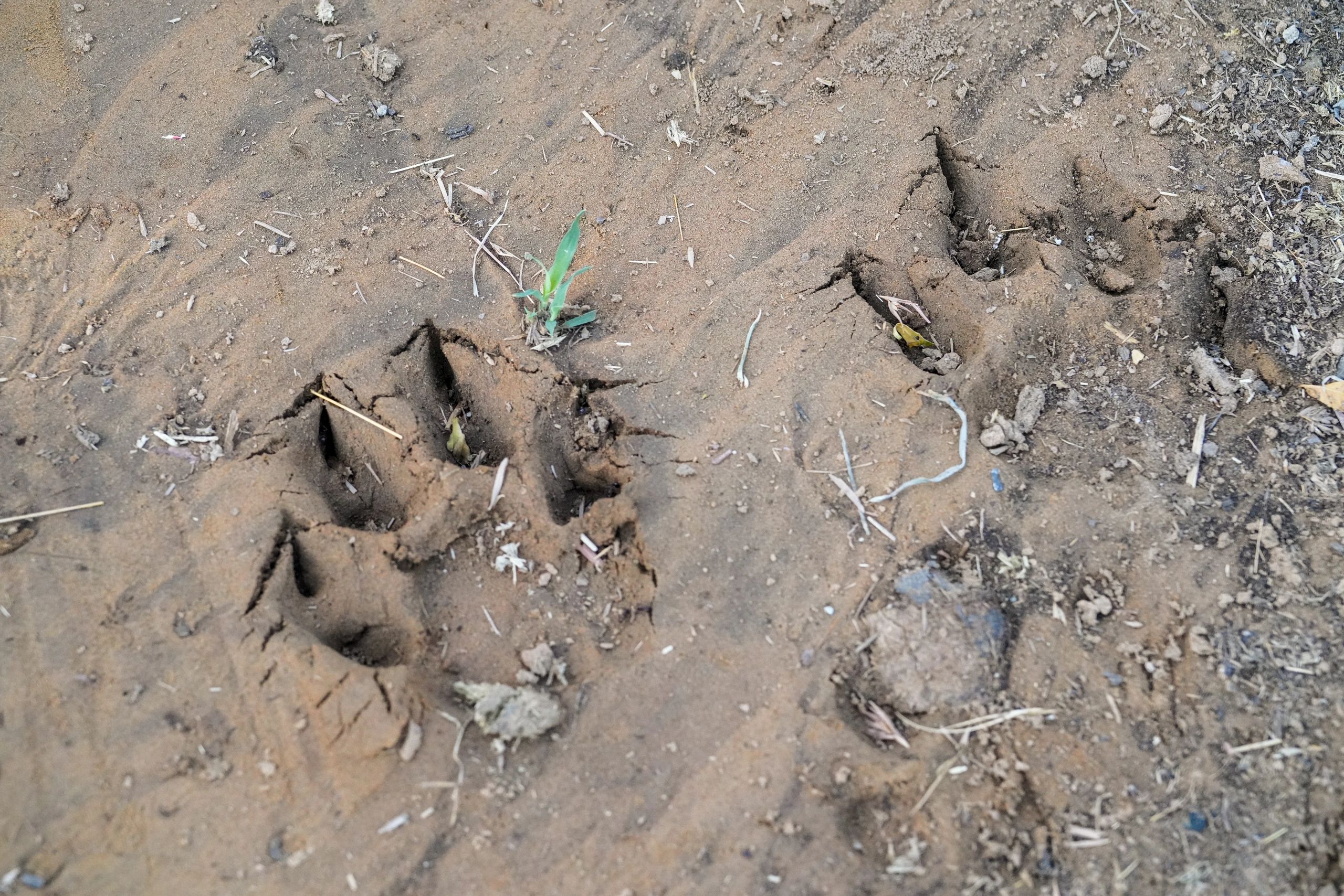 Leopard pugmarks
