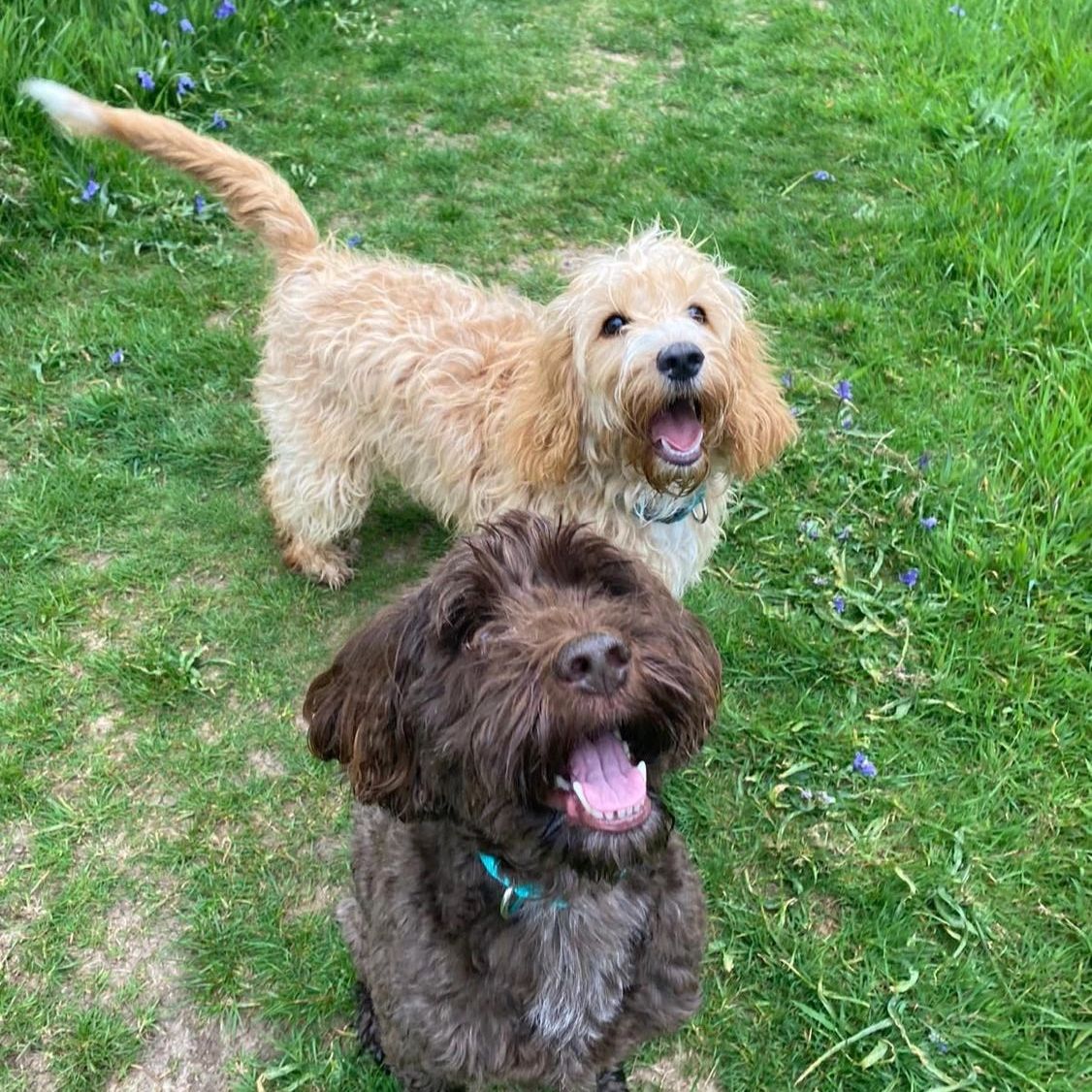 Two happy dogs are standing on a grassy path, looking up with playful expressions.