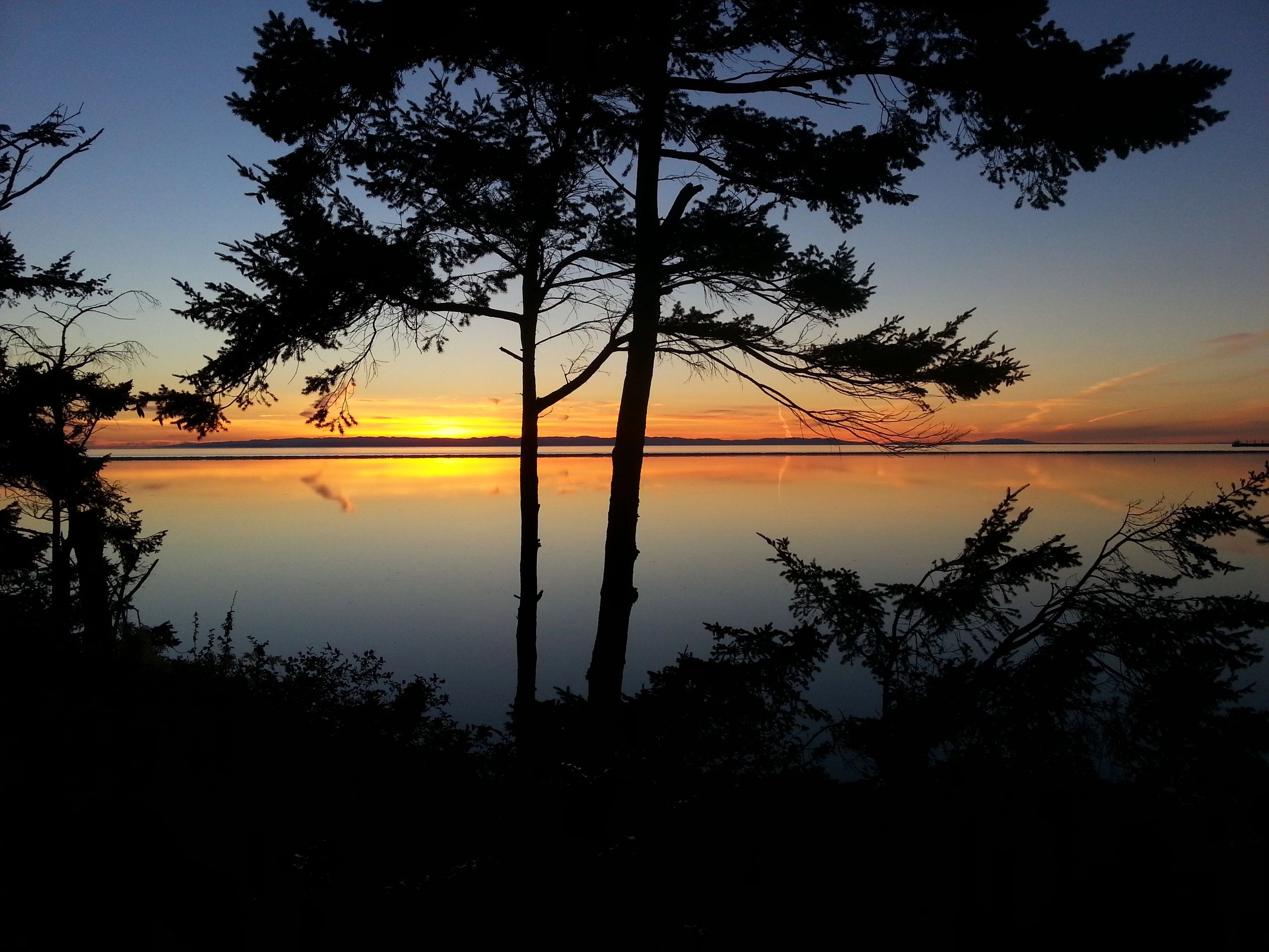 Dungeness Bay sunset behind a silhouetted tree,