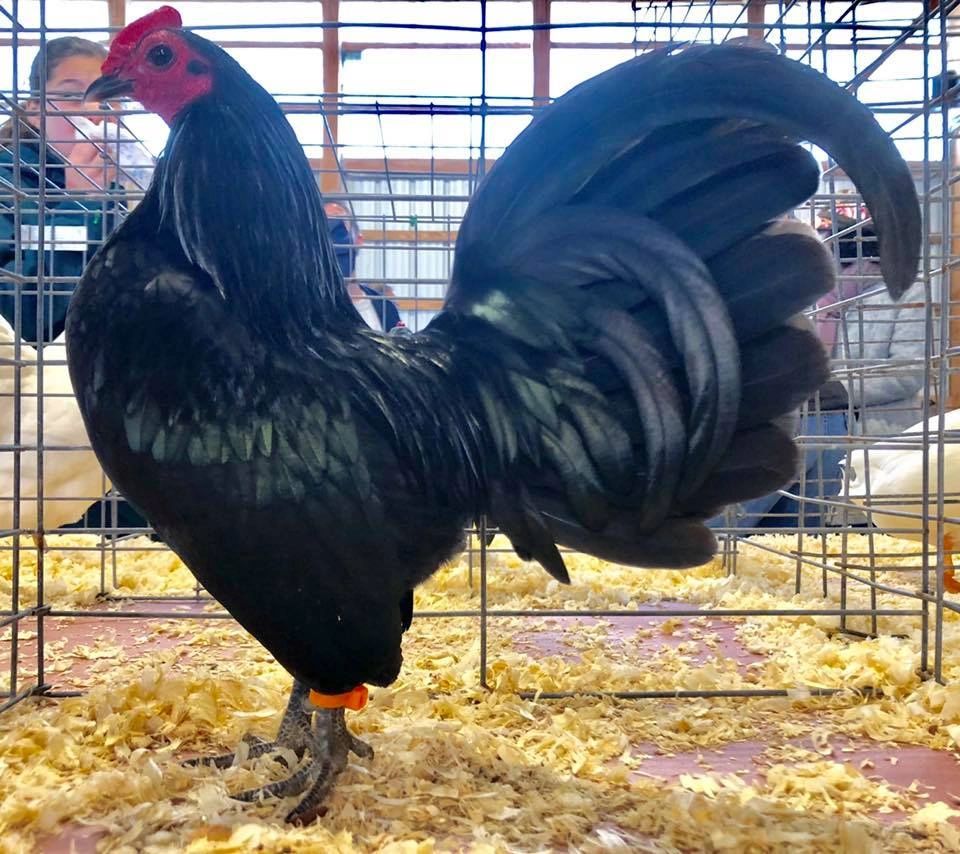Grand Champion of Show Spring 2019 Black Old English by Bob Bosvert