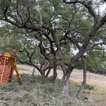 A wooded area with large trees and a wooden playset in the background.