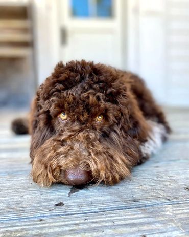 Get Me a Guinness - Chocolate Roan Tuxedo Australian Labradoodle Stud Service