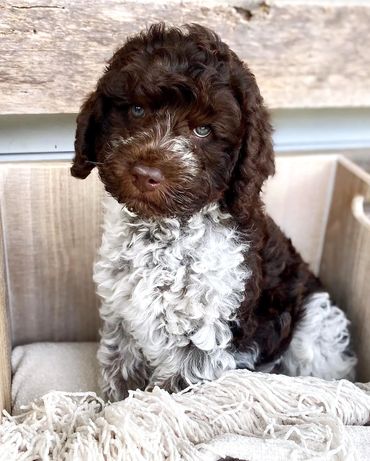 Get Me a Guinness - Chocolate Roan Tuxedo Australian Labradoodle Stud Service