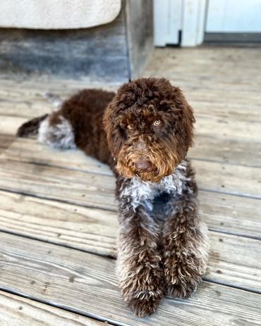 Get Me a Guinness - Chocolate Roan Tuxedo Australian Labradoodle Stud Service