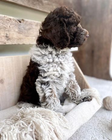 Get Me a Guinness - Chocolate Roan Tuxedo Australian Labradoodle Stud Service