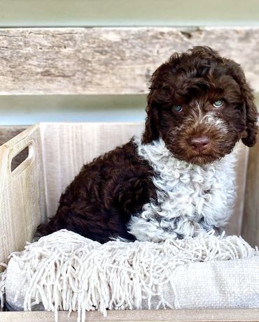 Get Me a Guinness - Chocolate Roan Tuxedo Australian Labradoodle Stud Service