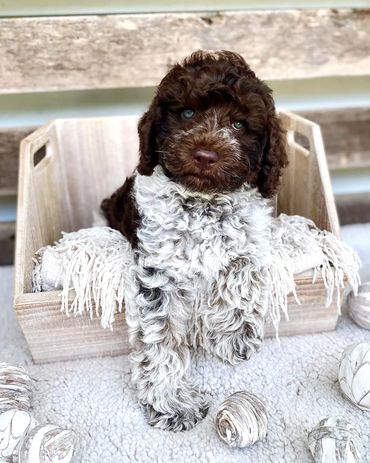 Get Me a Guinness - Chocolate Roan Tuxedo Australian Labradoodle Stud Service