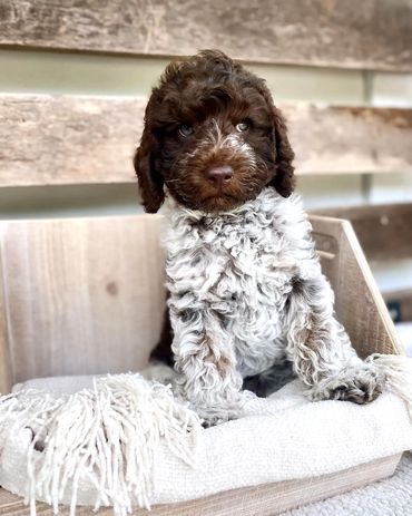 Get Me a Guinness - Chocolate Roan Tuxedo Australian Labradoodle Stud Service
