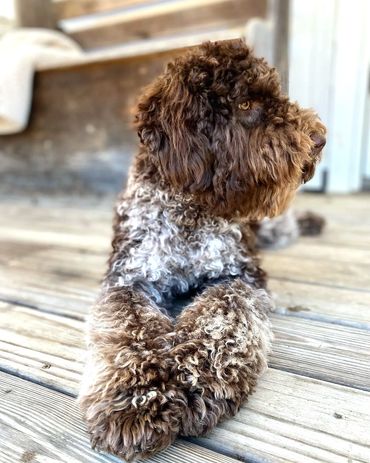 Get Me a Guinness - Chocolate Roan Tuxedo Australian Labradoodle Stud Service