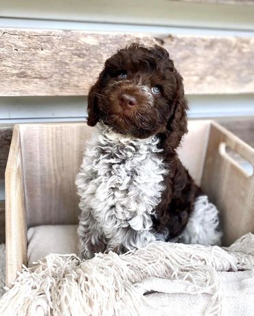 Get Me a Guinness - Chocolate Roan Tuxedo Australian Labradoodle Stud Service