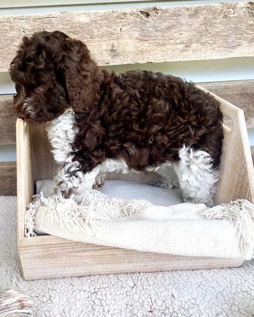 Get Me a Guinness - Chocolate Roan Tuxedo Australian Labradoodle Stud Service