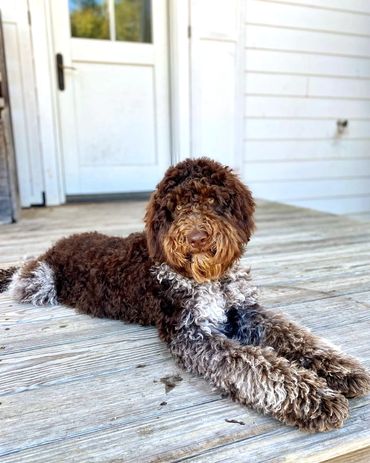 Get Me a Guinness - Chocolate Roan Tuxedo Australian Labradoodle Stud Service