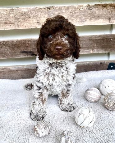 Get Me a Guinness - Chocolate Roan Tuxedo Australian Labradoodle Stud Service