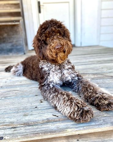 Get Me a Guinness - Chocolate Roan Tuxedo Australian Labradoodle Stud Service