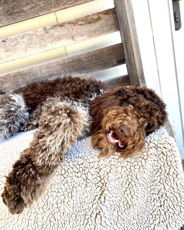 Get Me a Guinness - Chocolate Roan Tuxedo Australian Labradoodle Stud Service