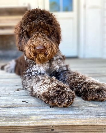 Get Me a Guinness - Chocolate Roan Tuxedo Australian Labradoodle Stud Service