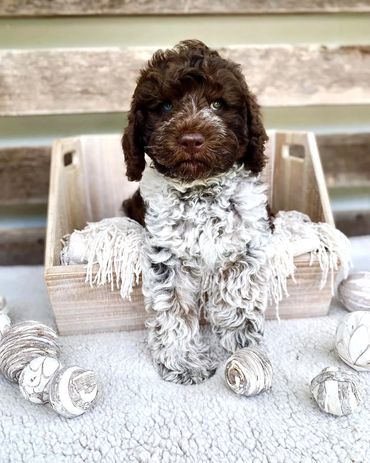 Get Me a Guinness - Chocolate Roan Tuxedo Australian Labradoodle Stud Service