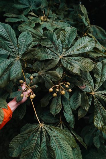 Horse chestnut tree, Croy, Highlands