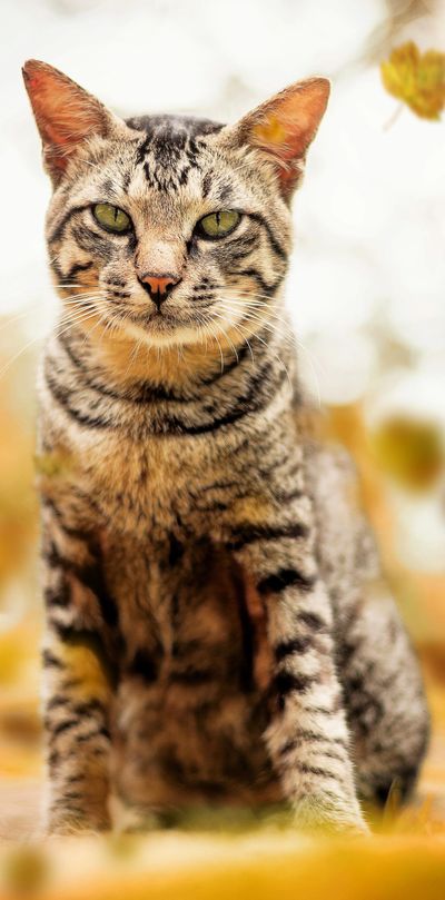 Grey tabby cat with green eyes sitting in the grass