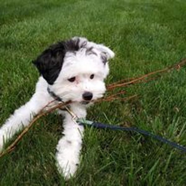 Dog on a leash in grass
