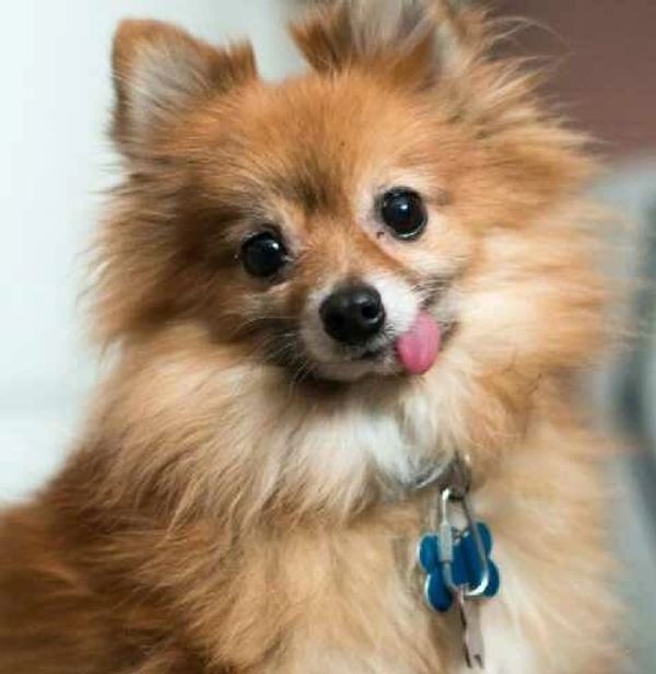 Dog seated looking at the camera