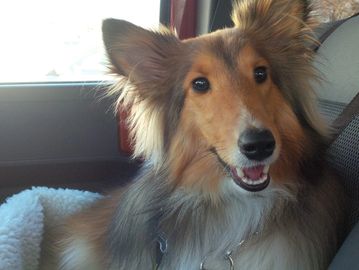 Dog riding in a car seat