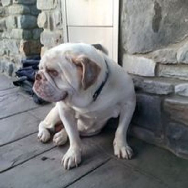 Dog sitting outside his home