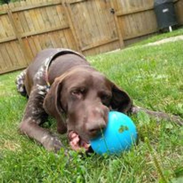 Dog playing with a toy in his yard