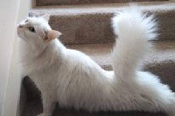 Cat stretching