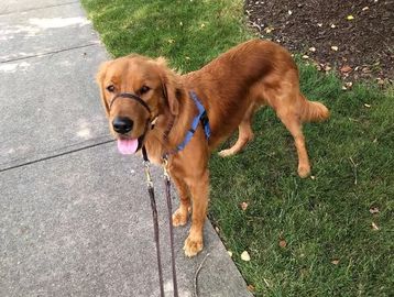 Dog on a leash being walked on a sidewalk