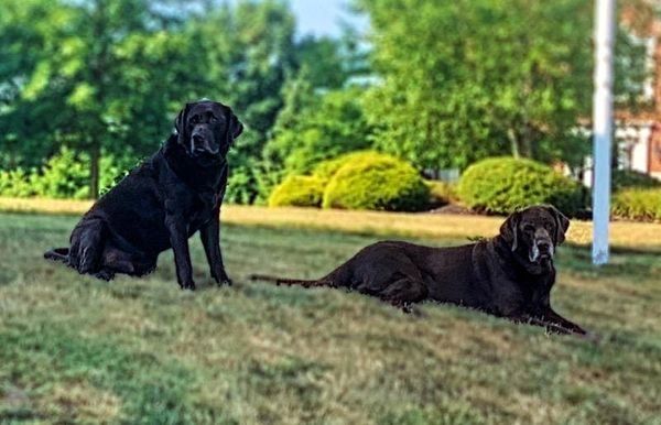 Two dogs lying in the grass