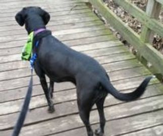 Dog on a leash being walked on a trail
