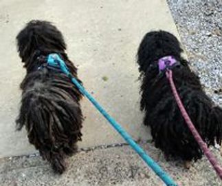 Two dogs on leashes being walked on a sidewalk
