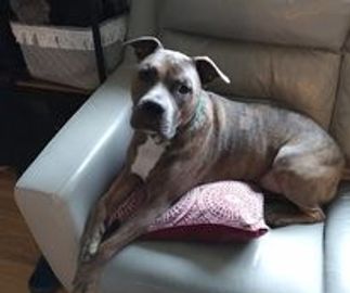 Dog lying on his couch