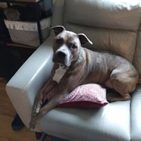 Dog relaxing on his couch