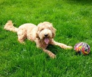 Dog lying in the grass with a toy