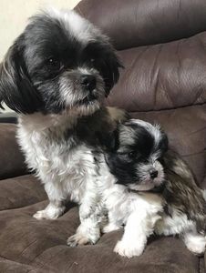 My Shih Tzue Mocha and one of her puppies
