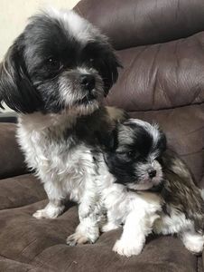 My Shih Tzue Mocha and one of her puppies 